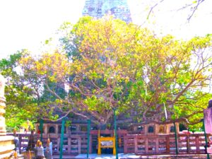 बोधि वृक्ष बोधि वृक्ष
